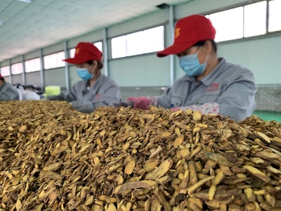 中药植于山，脱贫引路明——记中药种植“领头羊”李明山
